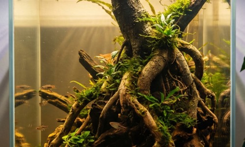枸橼铁铵维B1糖浆补血吗-仁和枸橼酸铁铵b1糖浆图片网 :分享枸橼酸铁铵维b1糖浆ll的功效-枸橼酸铁铵效果好不好知识